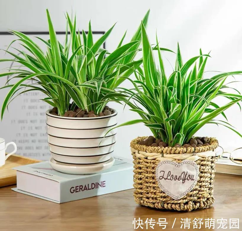 建议每位养花人：无论住在哪里，卧室都要养4种花，养人养心