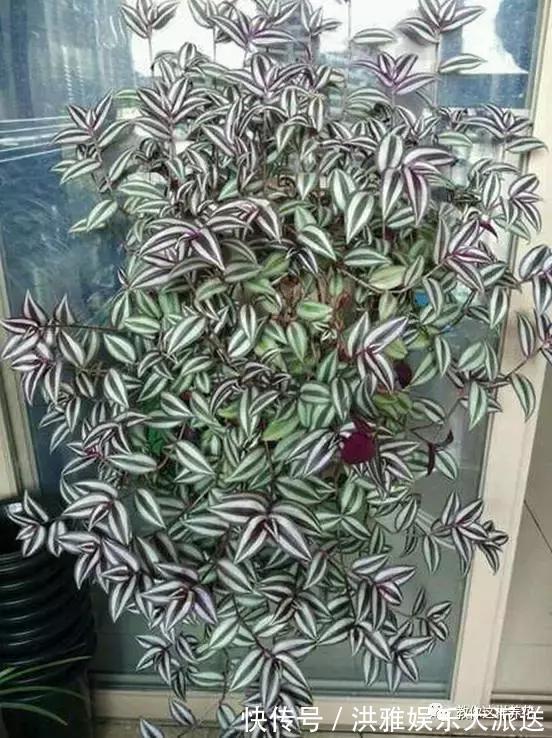 吊竹梅|3种吊兰别这么养，不然疯长爆芽，控制不住！