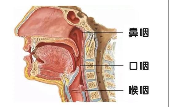 危险|孩子咳嗽声像小狗叫，家长需警惕危险信号