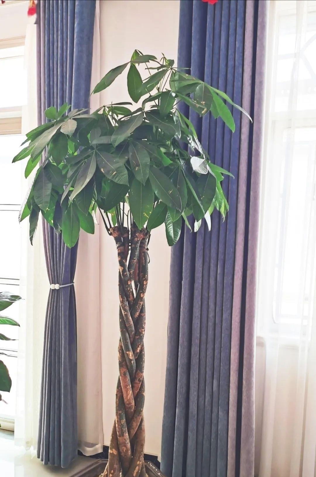 浇水量|10种花夏天一定要少浇水，否则熬不过3天就死了