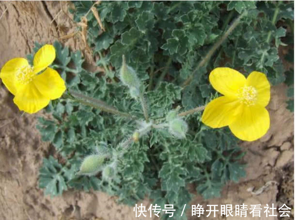 野草|牙疼不是病，疼起来要命，这种野草对牙痛有奇效，农民却除掉