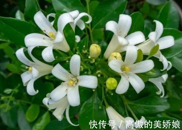 桂花|4种花养家里，福旺运旺财更旺，家里财运亨通，旺运一整年