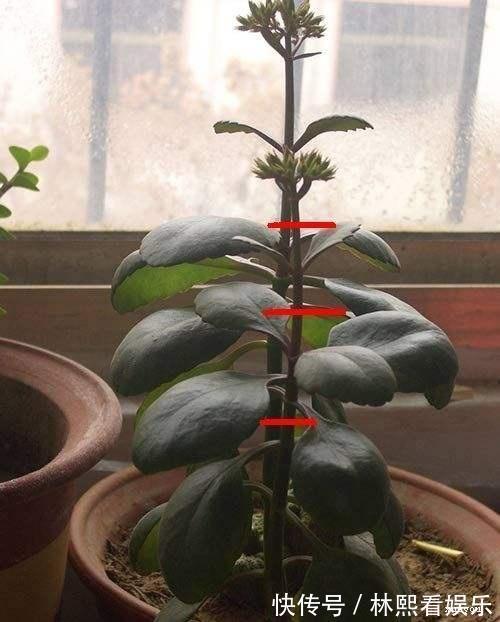 缺光照|长寿花缺了“它”变成“傻大个”就是不开花，就是欠收拾！