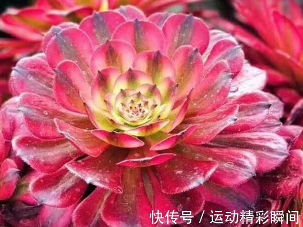 万圣节法师|养多肉这些法师一定要养，便宜又好看，关键是新手也能养出状态