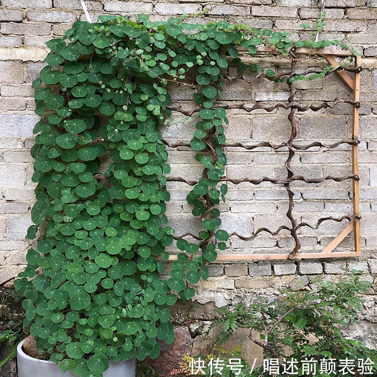 长命百岁的“植物乌龟”，铜钱叶子爬成“电视墙”，霸气金不换