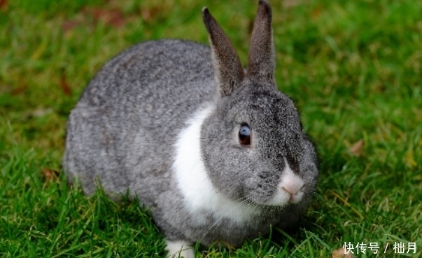 揭秘75年生肖兔的晚年宿命,句句说到心坎,