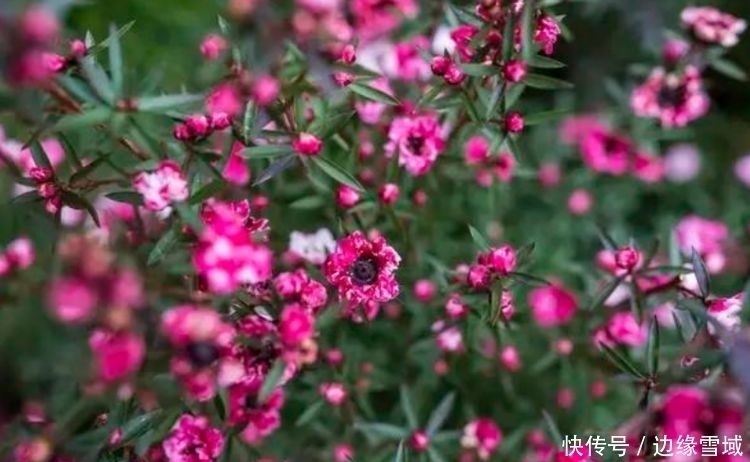 漂亮|4种花超漂亮，个个美出状态，开起花来“拦”不住，美不胜收