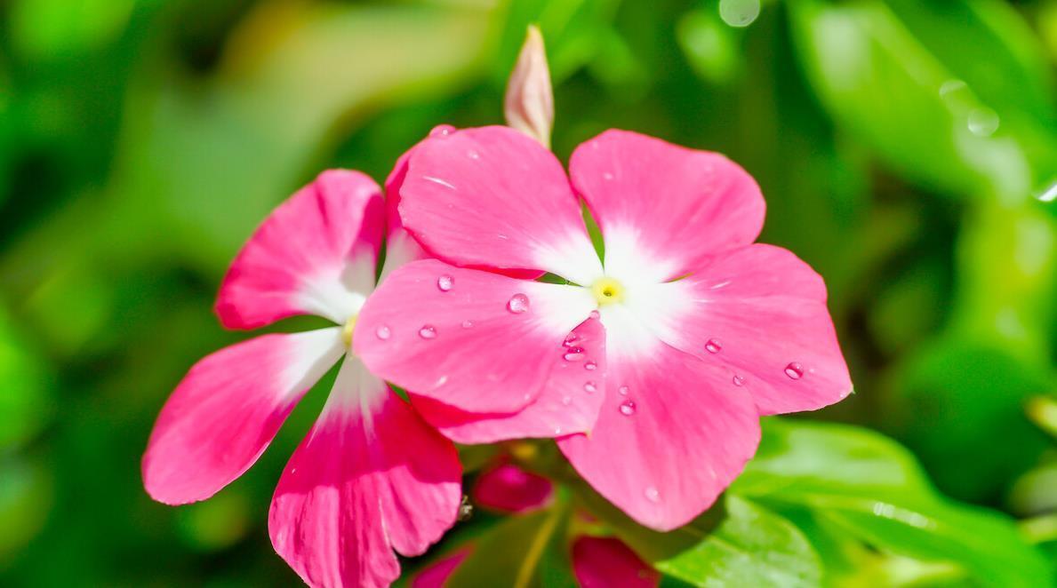 建议大家:逛花市碰到5种花,别犹豫,虽然便宜但巨好养