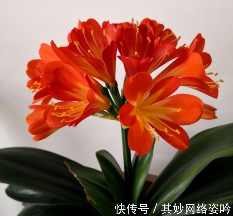 施肥|夏季君子兰总是养不活?是因为不知道这两点,今天教给你