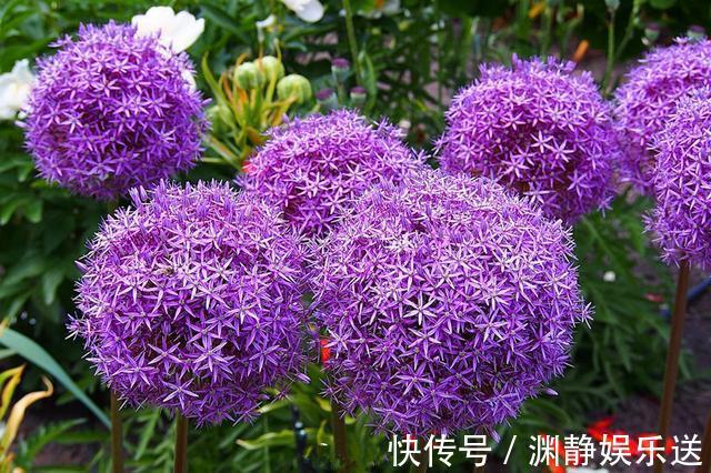 花径|花径最大的球根花卉,花期长,花色艳丽,漂亮又好养,养花就选它