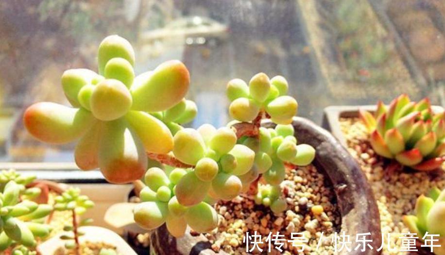 11月秋高气爽，给多肉换盆土，这么干服盆快，长势更好