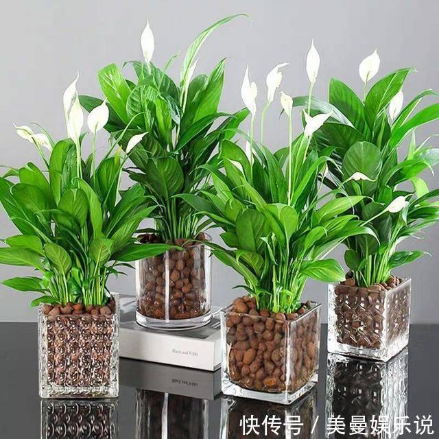 5种花最怕晒,天天不见光,开花却火爆,一朵一朵炸花球