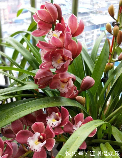 此花一养就喜欢上它，好养漂亮，开花就爆盆，香味十足，女生必选