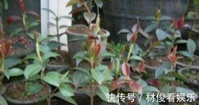 茶花|养花“学会1招”，盆里埋上“它”，枝叶呼呼窜，养啥都“爆盆”