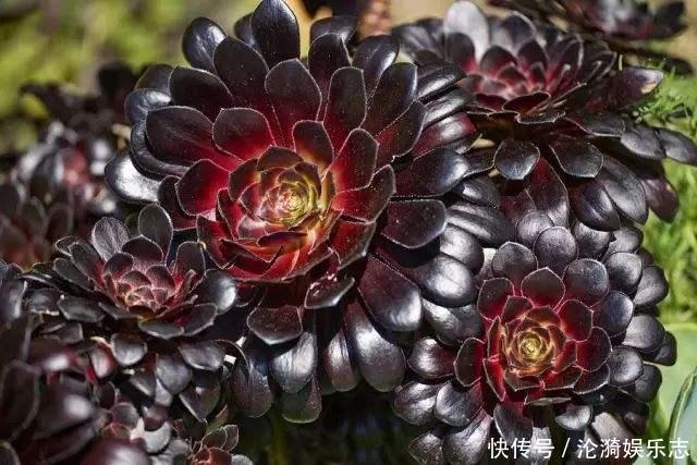 度夏|6月养多肉,只要“3方面”做好,多肉越长越迷人,度夏更轻松!