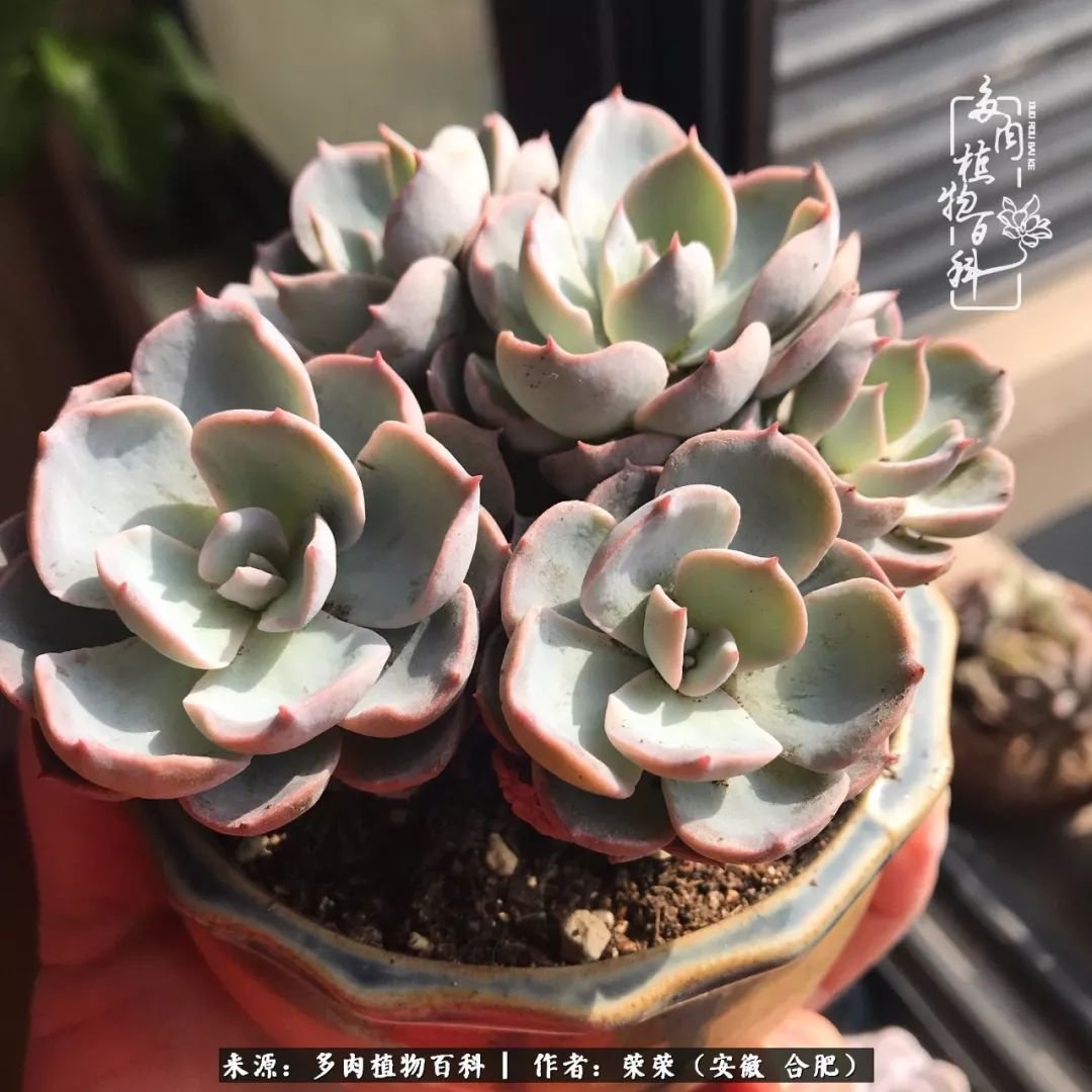 金秋时节,变化带来的惊喜不正是养肉的乐趣所在么!