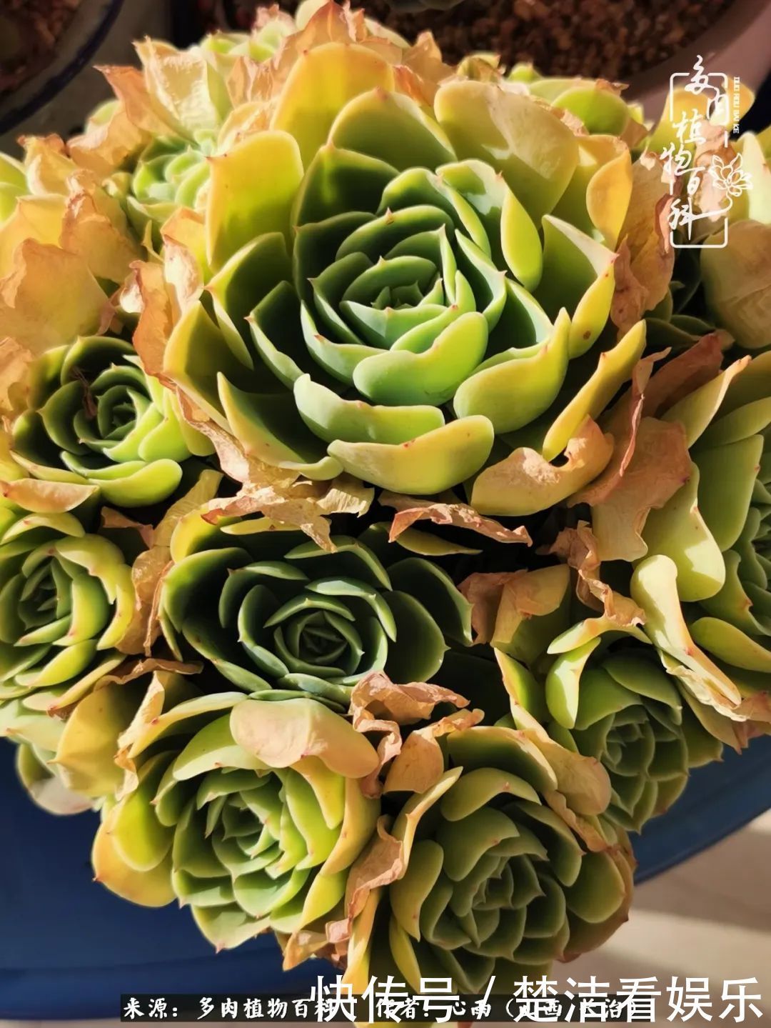 三色堇|懂得珍惜的人,才值得拥有更多美好的事物!养多肉也是如此!