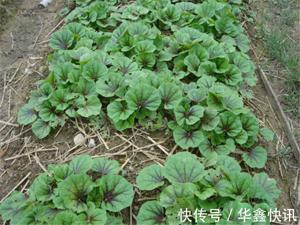 种植|曾是“百菜之王”,被食用2千多年,现已沦为野生,土豆打败的