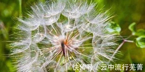 身体|每天坚持喝一杯蒲公英水,身体或许会收获几大好处,心动了吗!