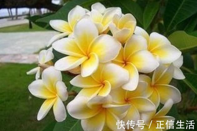 天堂鸟|世界上最美的5种花，见过一种我就服你！