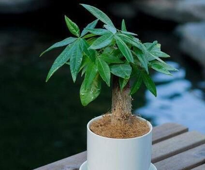 冬天,养这10种花,这事别多做,要不叶子发黄,不开花