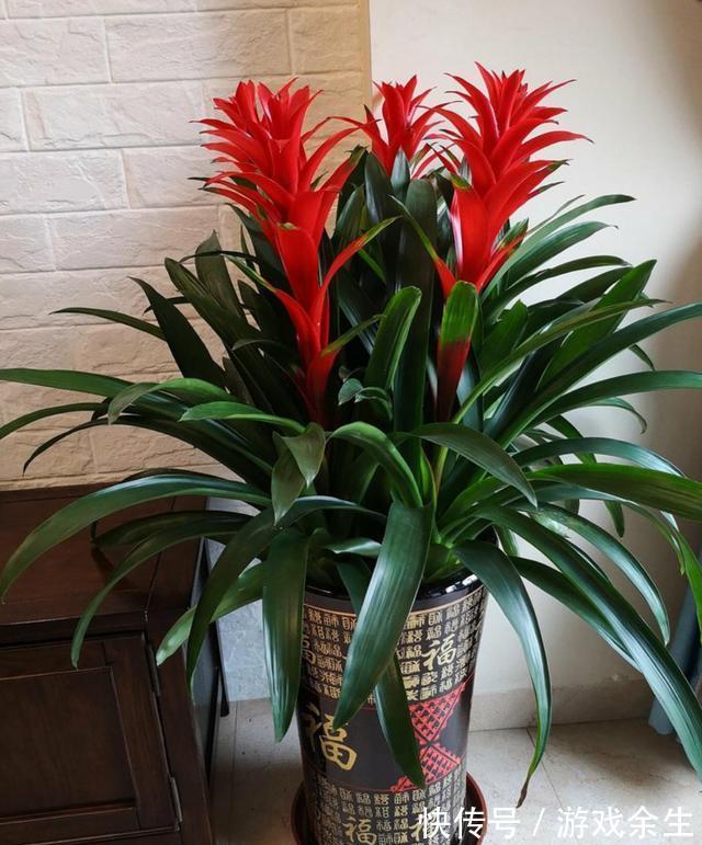 6种“吉利花”不要晒太阳,放在阴凉处,才能长得棒,富贵又旺家