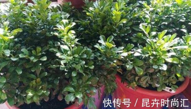 阳台|天热阳台该种植什么花？15种''抗晒''植物，盆栽赏花不犯愁