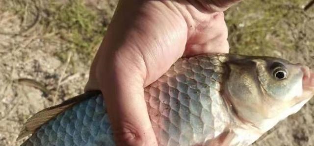 春钓“对付”大板鲫，我就喜欢用这诱鱼套路，比钓草鱼还过瘾