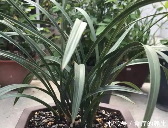 花肥|教你自制2种“磷肥”,给兰花用上,促花又促芽,长势旺!