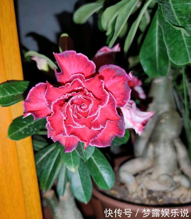 丝瓜瓤|老花农教你这么做，花儿不积水不烂根，盆盆长的精神