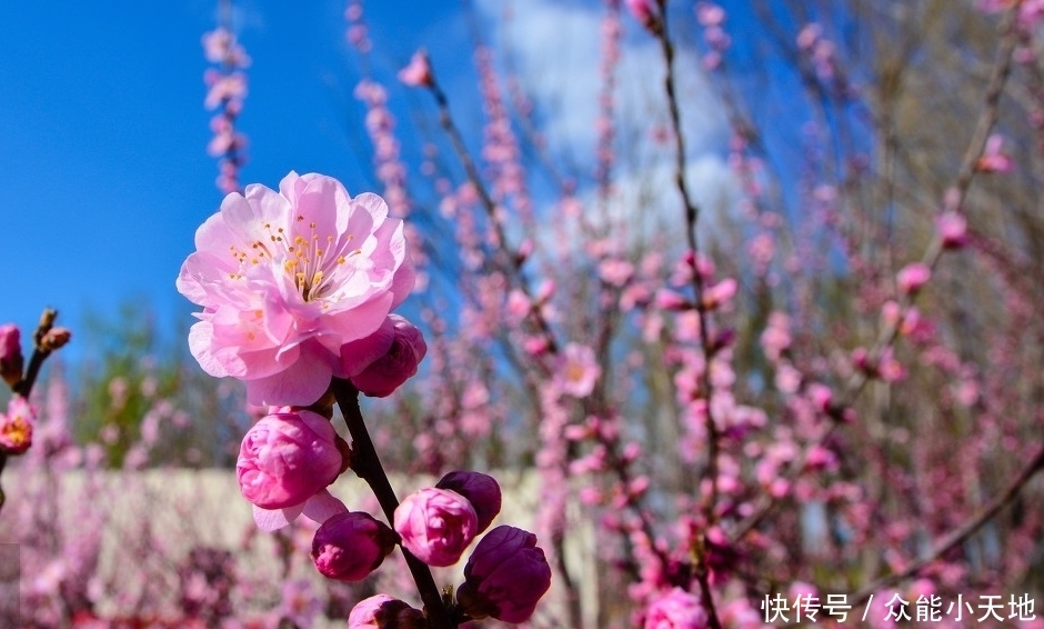 关于描写桃花的句子，桃花盛开的地方，处处美丽