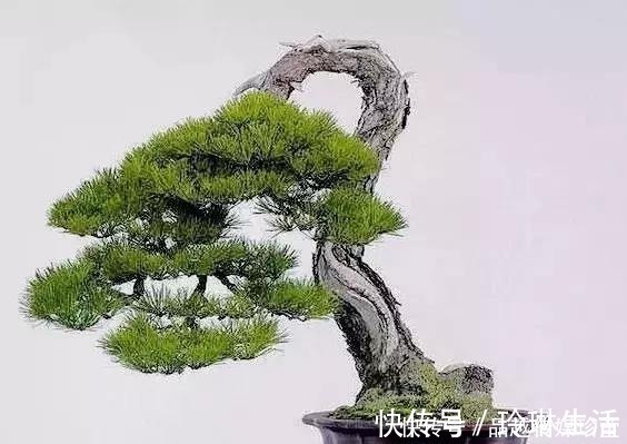 苍劲|这3种盆景可以养成传家宝，再穷也要养，越老越值钱！