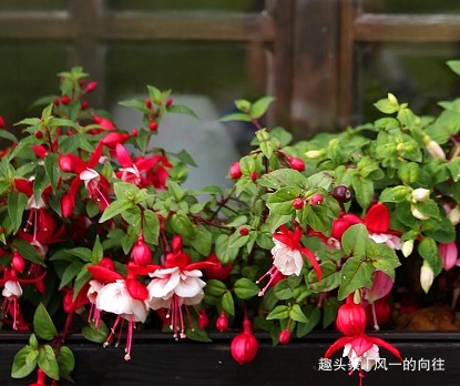 这三种花养花高手都不敢养,公认的养一盆死一盆,新手慎重