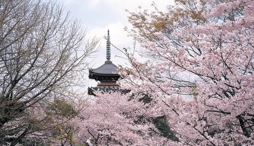 鲁迅写火的公园 曾是德川幕府私邸 如今是日本最著名的赏樱地 快资讯