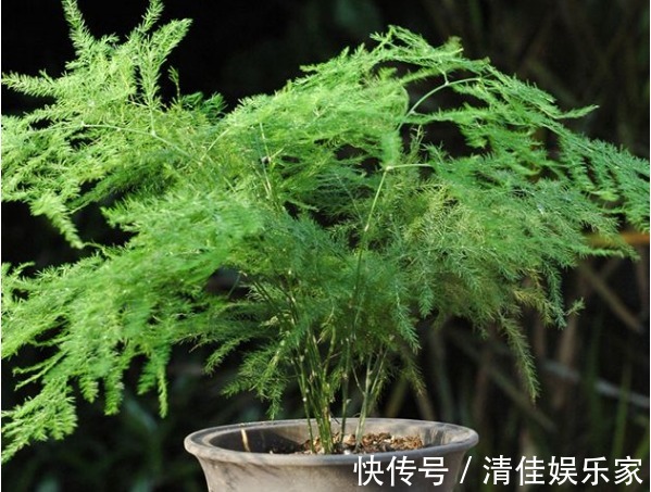 观赏价值|文竹总是不发新芽怎么办教你3个小妙招,枝繁叶茂轻松爆盆