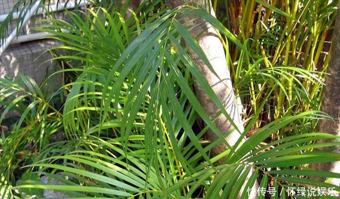 试试|散尾葵是什么神仙绿植,教你几招,养的枝繁叶茂,快来试试