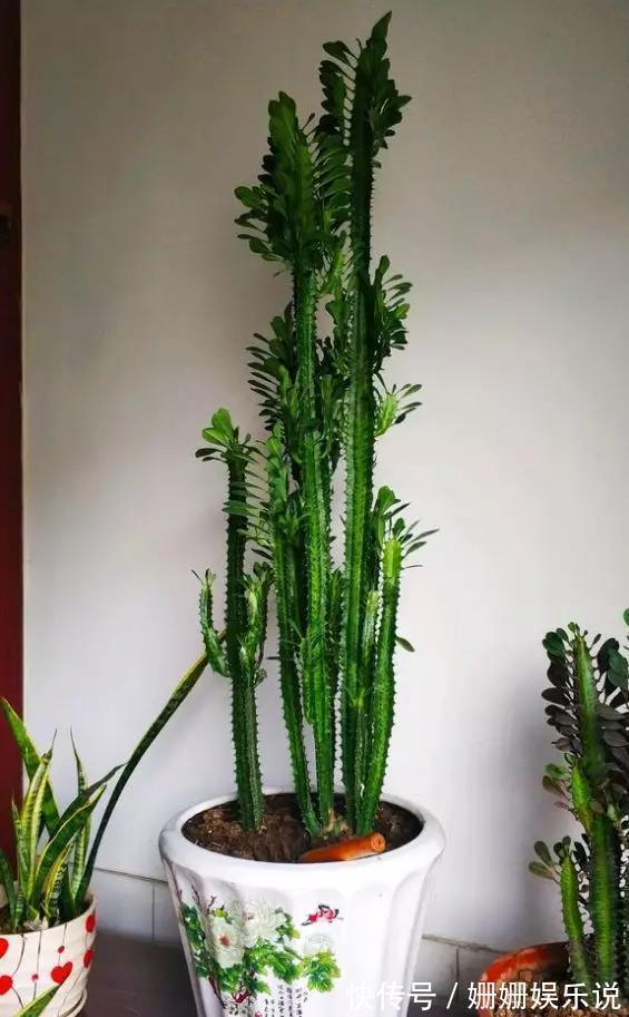 煞气|3种“丑花”,长得不怎么样,却能旺运镇宅,关键还好养