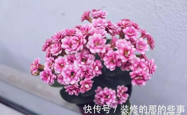 长寿花轻轻一碰就掉叶子，是这几个方面的情况造成的，要及时处理