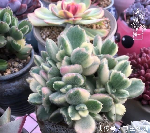 百科|养多肉三年多,初见惊鸿!累并快乐着!养多肉三年多,初见惊鸿!累并快乐着!