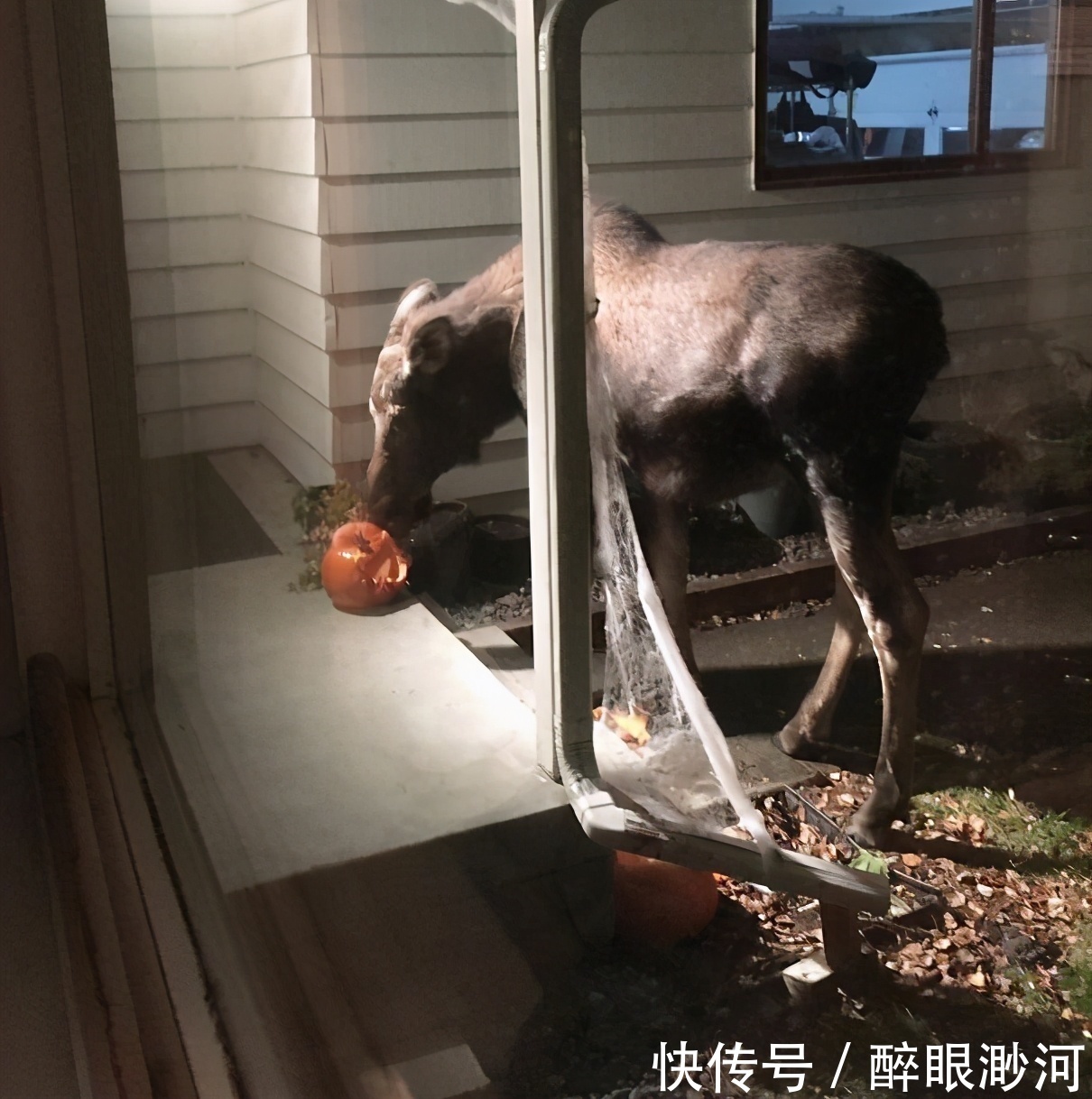 |盘点人们遇到的那些既倒霉又搞笑的时刻,看完不厚道地笑了