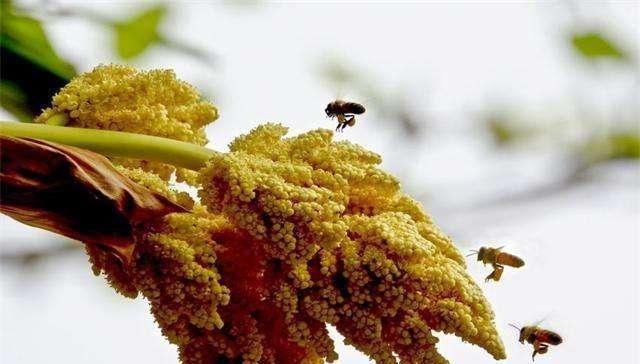 排队|外形像“鱼卵”,过去只用来观赏,如今一斤10元,想买得排队