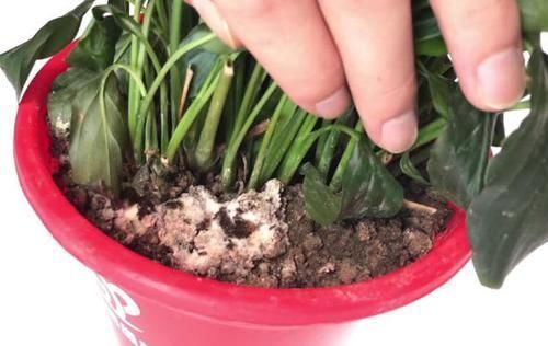 花盆里滋生小虫子怎么办花卉市场老板教我一招,虫子不再有