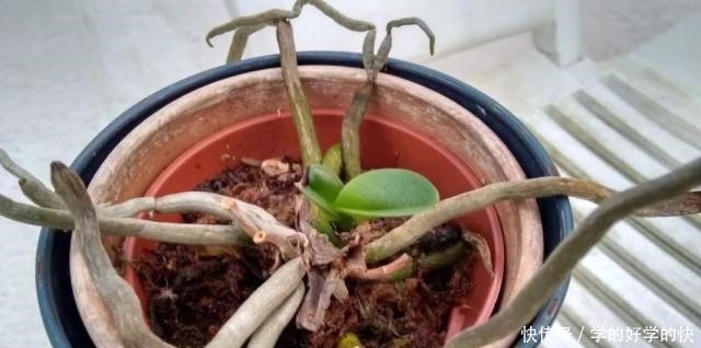 养得就剩下一些烂根的兰花,用这招能够让它重新长叶生根!