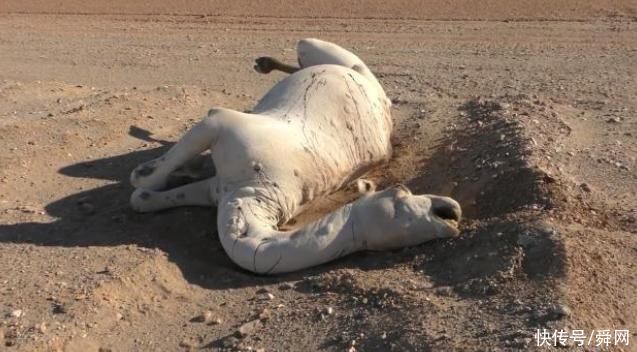 涨知识:为什么在沙漠中渴死的骆驼是不能碰的?