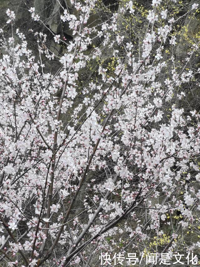 祁河散文:桃花依旧笑春风