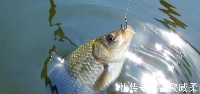 鱼类|无鱼吃钩咋办?大部分钓友补窝!老钓友通过5点改善