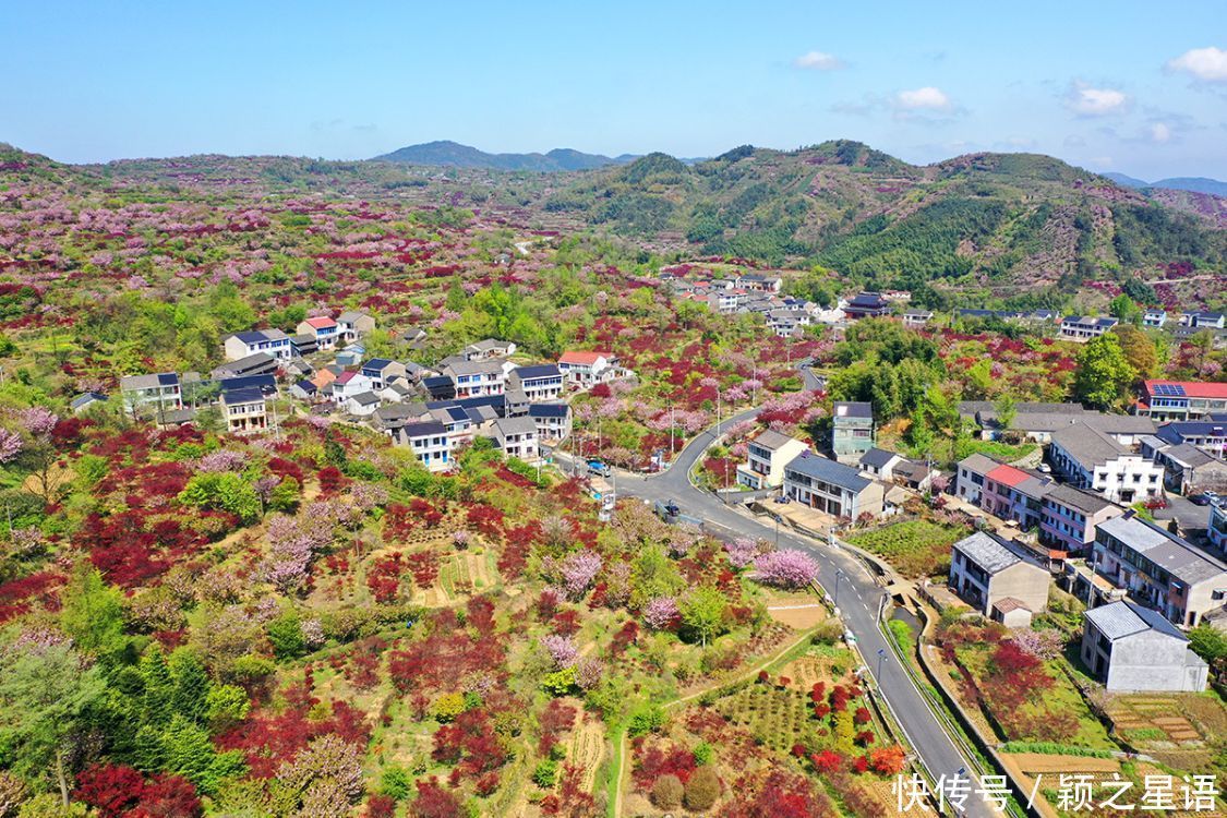 白鹿村、上马村、雅庄村，十里樱花十里尘，经典赏樱路