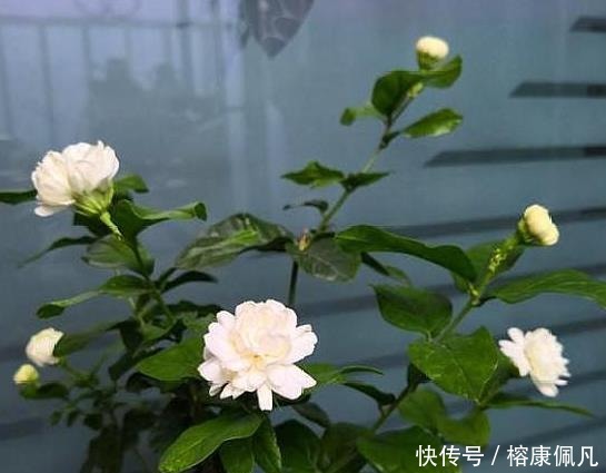 矮壮|养茉莉花,2个“时机”强修剪,植株矮壮,花量“暴增”
