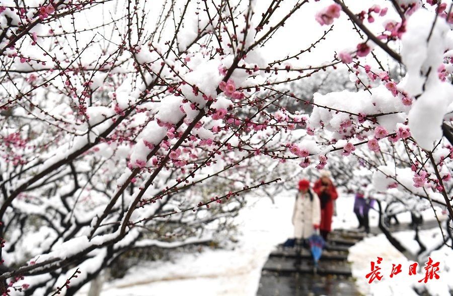 赏梅|瑞雪兆新春，梅香醉游人