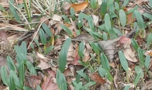 药用价值|山上一植物,俗称“金枣”,一斤能卖60元,十分珍贵,遇见请重视